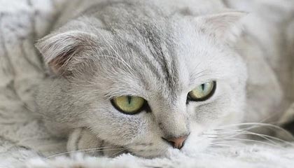 开云体育官网-足总杯-舍什科破门维尔贝克弑旧主 曼联1-2布莱顿