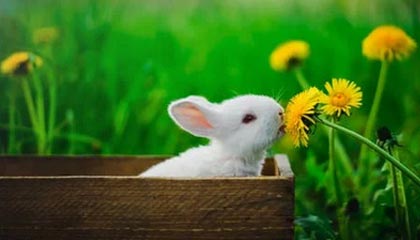 九游体育网页版：指尖上的极致体育体验